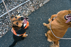 Classic Leash